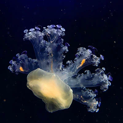 梯子机场 - 9月25日19.4M/S|免费Clash节点/SSR节点/Singbox节点/Shadowrocket节点/V2ray节点节点推荐，V2rayC梯子购买推荐